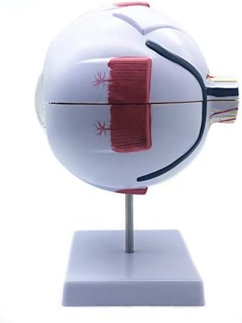 XINDAM 6X Enlarged Human Eye Anatomical Model - Accurate Anatomy for Science Classroom Study, Display, Teaching Medical Model - Image 7