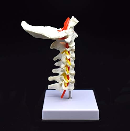 Cervical Vertebra Arteria Spine Spinal Nerves Anatomical Model Anatomy for Science Classroom Study Display Teaching Medical Model - Image 4