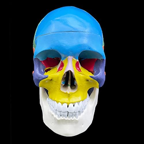 Human Skull with Brain Anatomical Model,Color-Coded Partitioned Skull,Life-Size Anatomy for Science Classroom Study Display Teaching Model - Image 6