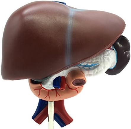 Medical Human Liver with Pancreas, Duodenum and Spleen (3-Part) Model Life-Size Anatomy for Science Classroom Study Display Teaching Medical Model - Image 5