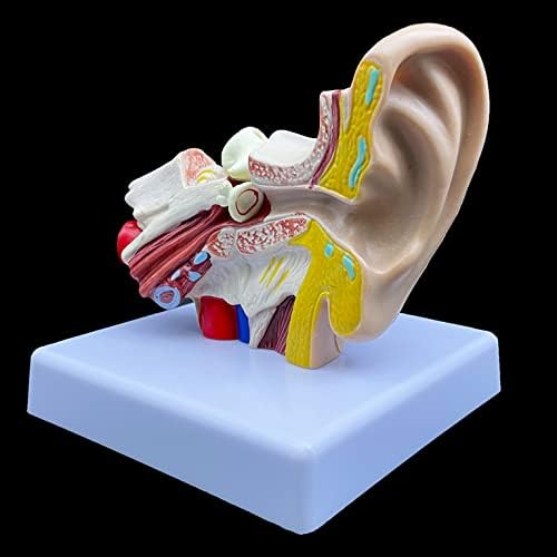 1.5X Enlarged Human Ear Model, Anatomically Accurate Ear Model Human Ear Anatomy for Science Classroom Study Display Teaching Medical Model - Image 7