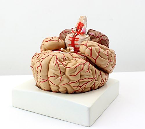 XINDAM Human Brain Model, Anatomically Accurate Brain Model Human Anatomy for Science Classroom Study Display Teaching Medical Model - Image 2