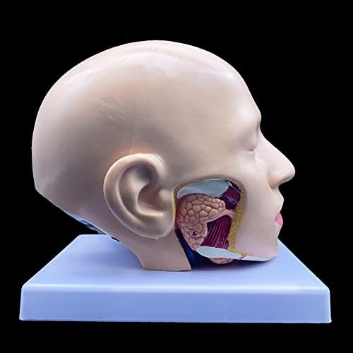 XINDAM Human Head Anatomical Model 4-Part Life-Size Head Brain Cross Section Anatomy for Science Classroom Education Study Teaching Display - Image 7