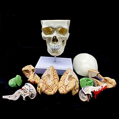 Human Skull with Brain and Cervical Vertebra Anatomical Model Life-Size Anatomy for Science Classroom Study Display Teaching Model - Image 7