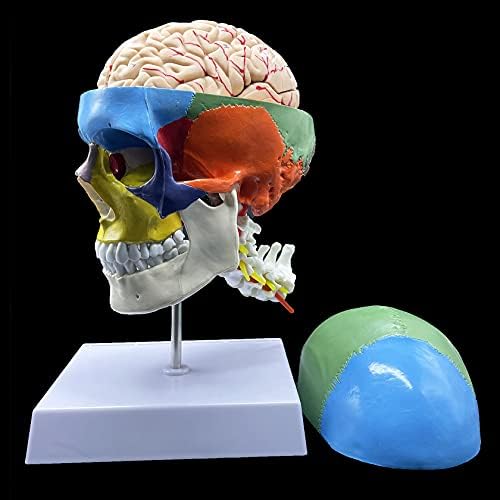 Human Skull with Brain and Cervical Vertebra Anatomical Model,Color-Coded Partitioned Skull,Life-Size Anatomy for Science Classroom Study Display Teaching Model - Image 3