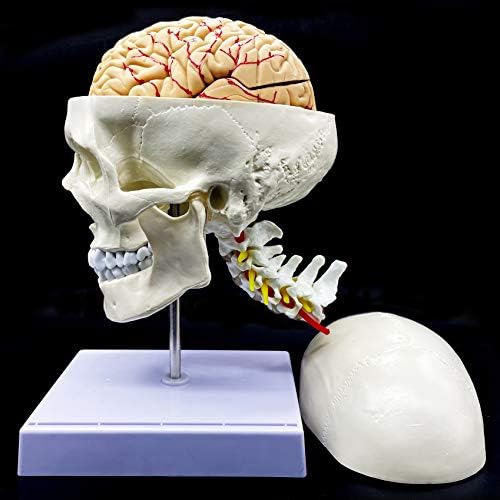 Human Skull with Brain and Cervical Vertebra Anatomical Model Life-Size Anatomy for Science Classroom Study Display Teaching Model - Image 2