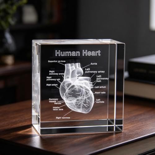 XINDAM 3D Human Heart with Labels Anatomical Model Statue Paperweight(Laser Etched) in Crystal Glass Cube Science Gift (No Included LED Base)(2.3x2.3x2.3 inch) - Image 3
