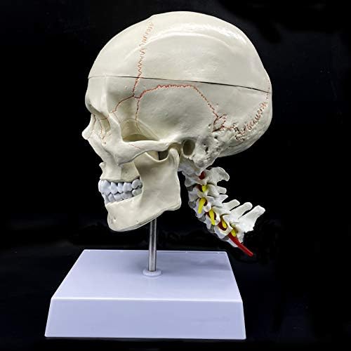 Human Skull with Brain and Cervical Vertebra Anatomical Model Life-Size Anatomy for Science Classroom Study Display Teaching Model - Image 7