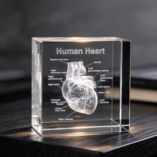 XINDAM 3D Human Heart with Labels Anatomical Model Statue Paperweight(Laser Etched) in Crystal Glass Cube Science Gift (No Included LED Base)(2.3x2.3x2.3 inch) - Image 2