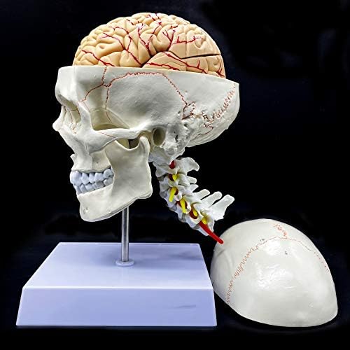 Human Skull with Brain and Cervical Vertebra Anatomical Model Life-Size Anatomy for Science Classroom Study Display Teaching Model - Image 2