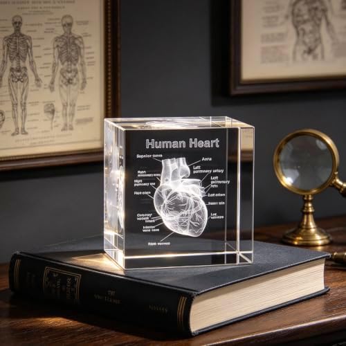 XINDAM 3D Human Heart with Labels Anatomical Model Statue Paperweight(Laser Etched) in Crystal Glass Cube Science Gift (No Included LED Base)(2.3x2.3x2.3 inch) - Image 5