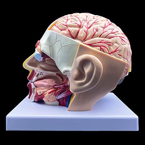 XINDAM Human Head Anatomical Model 4-Part Life-Size Head Brain Cross Section Anatomy for Science Classroom Education Study Teaching Display - Image 3