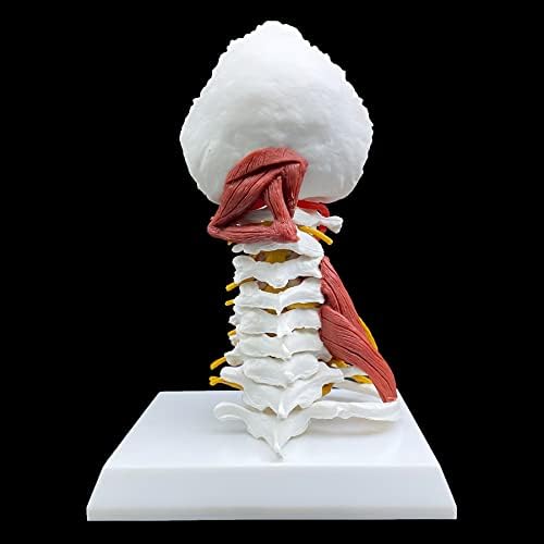 Human Cervical Vertebra Spine with Brain Stem, Muscle, Thoracic, Nerves Anatomical Model Anatomy for Science Classroom Study Display Teaching Medical Model - Image 5