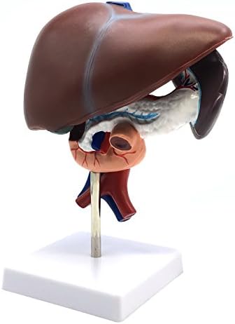 Medical Human Liver with Pancreas, Duodenum and Spleen (3-Part) Model Life-Size Anatomy for Science Classroom Study Display Teaching Medical Model - Image 3