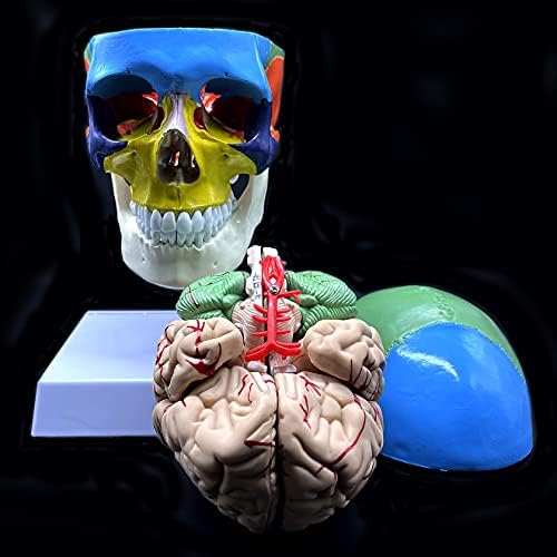 Human Skull with Brain and Cervical Vertebra Anatomical Model,Color-Coded Partitioned Skull,Life-Size Anatomy for Science Classroom Study Display Teaching Model - Image 5