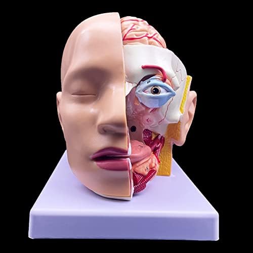 XINDAM Human Head Anatomical Model 4-Part Life-Size Head Brain Cross Section Anatomy for Science Classroom Education Study Teaching Display - Image 6