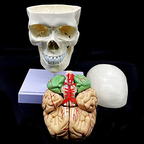 Human Skull with Brain and Cervical Vertebra Anatomical Model Life-Size Anatomy for Science Classroom Study Display Teaching Model - Image 6