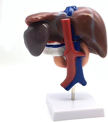 Medical Human Liver with Pancreas, Duodenum and Spleen (3-Part) Model Life-Size Anatomy for Science Classroom Study Display Teaching Medical Model - Image 4