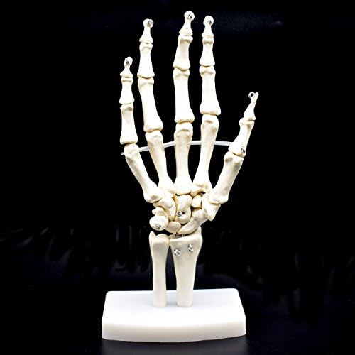 Human Hand Skeleton Model on Base, Hand Bone,Life Size, Articulated - Image 2