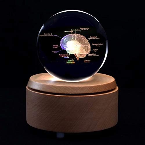 3D Human Brain with Labels Anatomical Model Paperweight(Laser Etched) in Crystal Glass Ball Science Gift (Included LED Base) - Image 5
