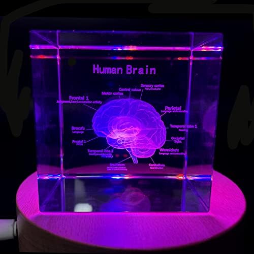 3D Human Brain with Labels Anatomical Model Paperweight(Laser Etched) in Crystal Glass Cube Science Gift (Included LED Base) - Image 4