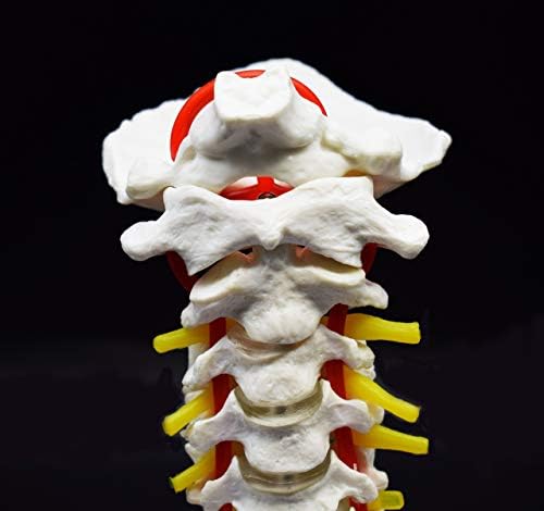 Cervical Vertebra Arteria Spine Spinal Nerves Anatomical Model Anatomy for Science Classroom Study Display Teaching Medical Model - Image 5