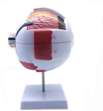XINDAM 6X Enlarged Human Eye Anatomical Model - Accurate Anatomy for Science Classroom Study, Display, Teaching Medical Model - Image 6