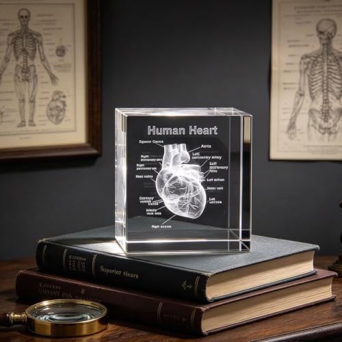 XINDAM 3D Human Heart with Labels Anatomical Model Statue Paperweight(Laser Etched) in Crystal Glass Cube Science Gift (No Included LED Base)(2.3x2.3x2.3 inch) - Image 4