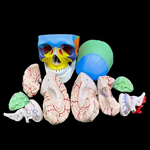 Human Skull with Brain Anatomical Model,Color-Coded Partitioned Skull,Life-Size Anatomy for Science Classroom Study Display Teaching Model - Image 5