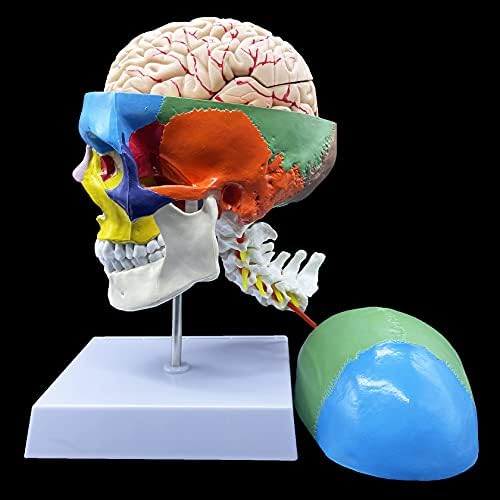 Human Skull with Brain and Cervical Vertebra Anatomical Model,Color-Coded Partitioned Skull,Life-Size Anatomy for Science Classroom Study Display Teaching Model - Image 2