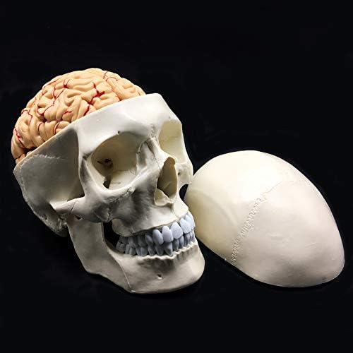 XINDAM Human Skull with Brain Anatomical Model 8-Part Life-Size Anatomy for Science Classroom Study Display Teaching Medical Model - Image 6
