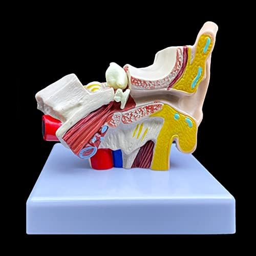1.5X Enlarged Human Ear Model, Anatomically Accurate Ear Model Human Ear Anatomy for Science Classroom Study Display Teaching Medical Model - Image 6