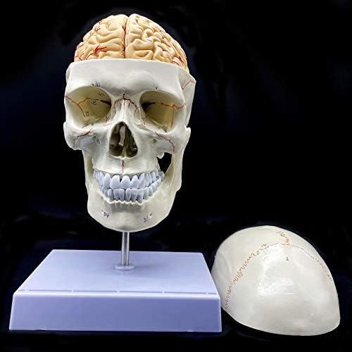 Human Skull with Brain and Cervical Vertebra Anatomical Model Life-Size Anatomy for Science Classroom Study Display Teaching Model - Image 6
