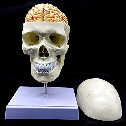 Human Skull with Brain and Cervical Vertebra Anatomical Model Life-Size Anatomy for Science Classroom Study Display Teaching Model - Image 5
