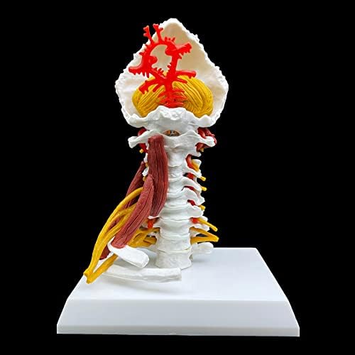 Human Cervical Vertebra Spine with Brain Stem, Muscle, Thoracic, Nerves Anatomical Model Anatomy for Science Classroom Study Display Teaching Medical Model - Image 2