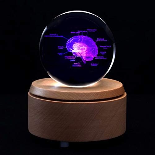 3D Human Brain with Labels Anatomical Model Paperweight(Laser Etched) in Crystal Glass Ball Science Gift (Included LED Base) - Image 4