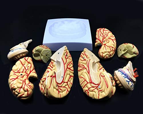 Human Brain Model, Anatomically Accurate Brain Model 8-Part Human Brain Anatomy for Science Classroom Study Display Teaching Medical Model - Image 6