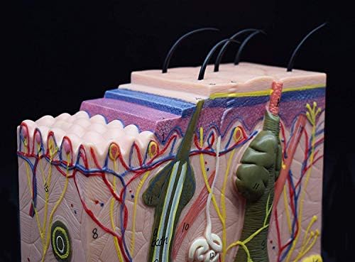 70X Enlarged Skin Model Anatomical Model Anatomy for Science Classroom Study Display Teaching Medical Model - Image 5