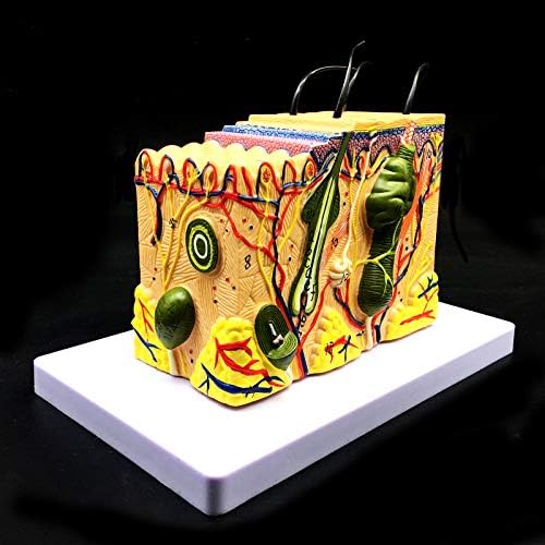 Skin Model, 35X Enlarged Anatomical Model Anatomy for Science Classroom Study Display Teaching Medical Model - Image 3