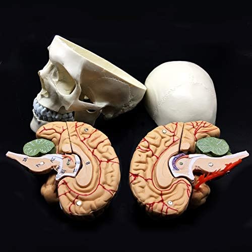 XINDAM Human Skull with Brain Anatomical Model 8-Part Life-Size Anatomy for Science Classroom Study Display Teaching Medical Model - Image 5