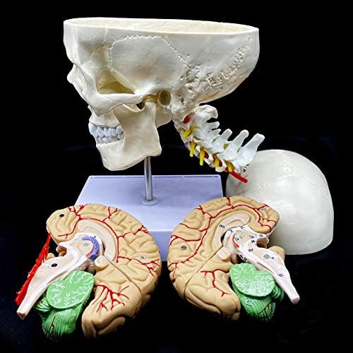 Human Skull with Brain and Cervical Vertebra Anatomical Model Life-Size Anatomy for Science Classroom Study Display Teaching Model - Image 3