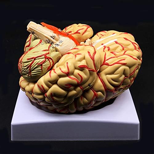 Human Brain Model, Anatomically Accurate Brain Model 8-Part Human Brain Anatomy for Science Classroom Study Display Teaching Medical Model - Image 2