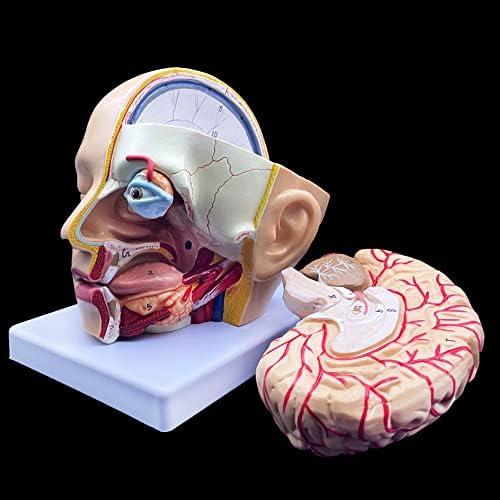 XINDAM Human Head Anatomical Model 4-Part Life-Size Head Brain Cross Section Anatomy for Science Classroom Education Study Teaching Display - Image 4