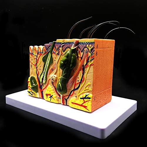 Skin Model, 35X Enlarged Anatomical Model Anatomy for Science Classroom Study Display Teaching Medical Model - Image 4