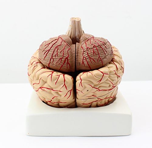 XINDAM Human Brain Model, Anatomically Accurate Brain Model Human Anatomy for Science Classroom Study Display Teaching Medical Model - Image 4