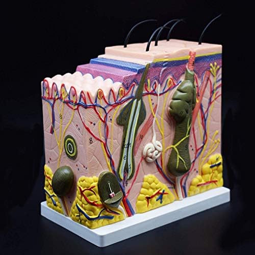 70X Enlarged Skin Model Anatomical Model Anatomy for Science Classroom Study Display Teaching Medical Model - Image 2