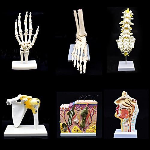 Human Hand Skeleton Model on Base, Hand Bone,Life Size, Articulated - Image 5