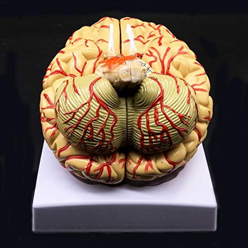 Human Brain Model, Anatomically Accurate Brain Model 8-Part Human Brain Anatomy for Science Classroom Study Display Teaching Medical Model - Image 4