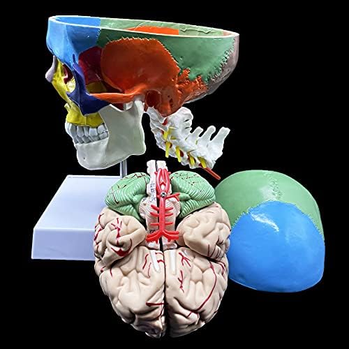 Human Skull with Brain and Cervical Vertebra Anatomical Model,Color-Coded Partitioned Skull,Life-Size Anatomy for Science Classroom Study Display Teaching Model - Image 4