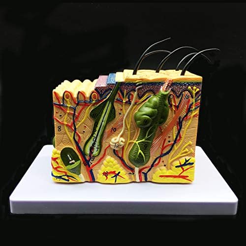 Skin Model, 35X Enlarged Anatomical Model Anatomy for Science Classroom Study Display Teaching Medical Model - Image 2